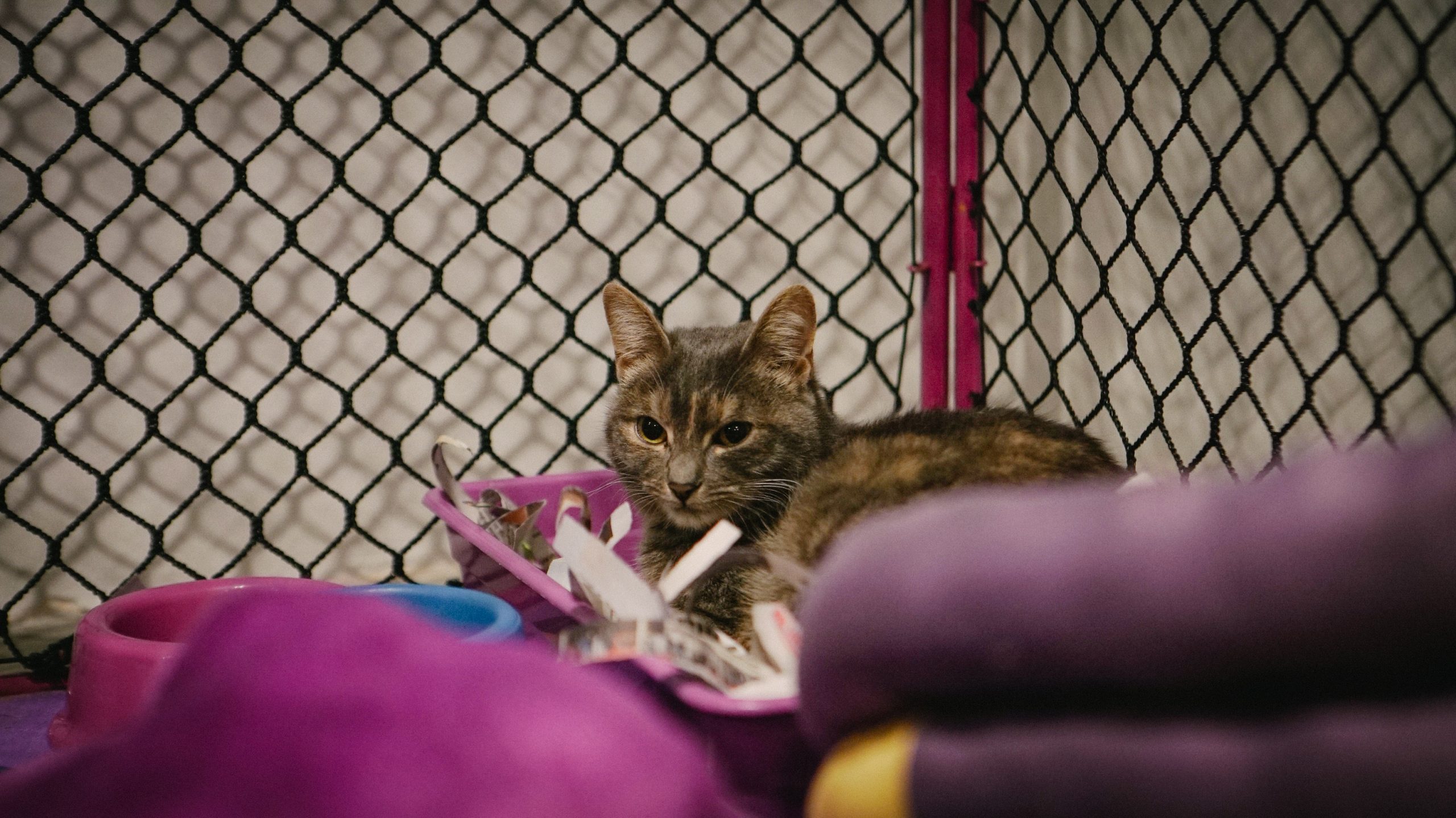 Um dia de cão (e gato!) no MIS